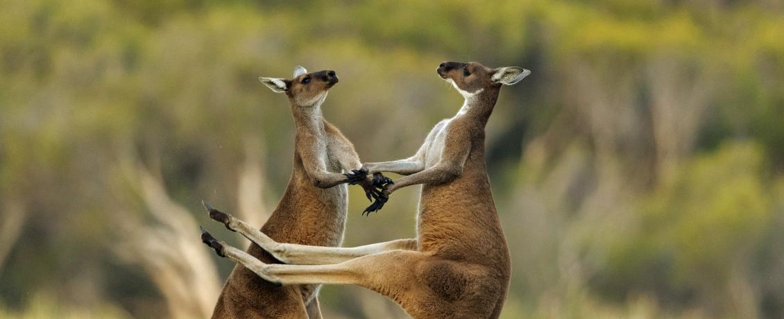 Nature's athletes—kangaroos in their element