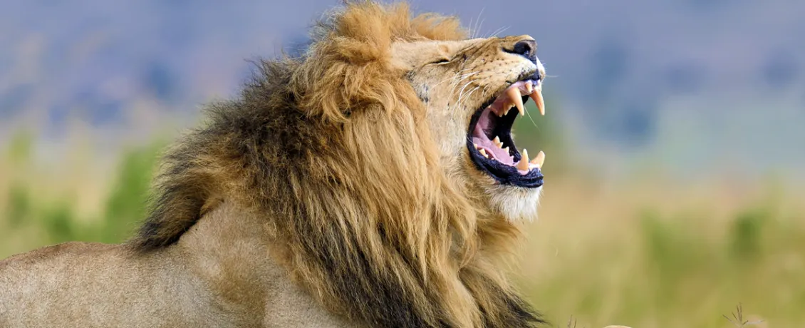 Lion roaring in the wild