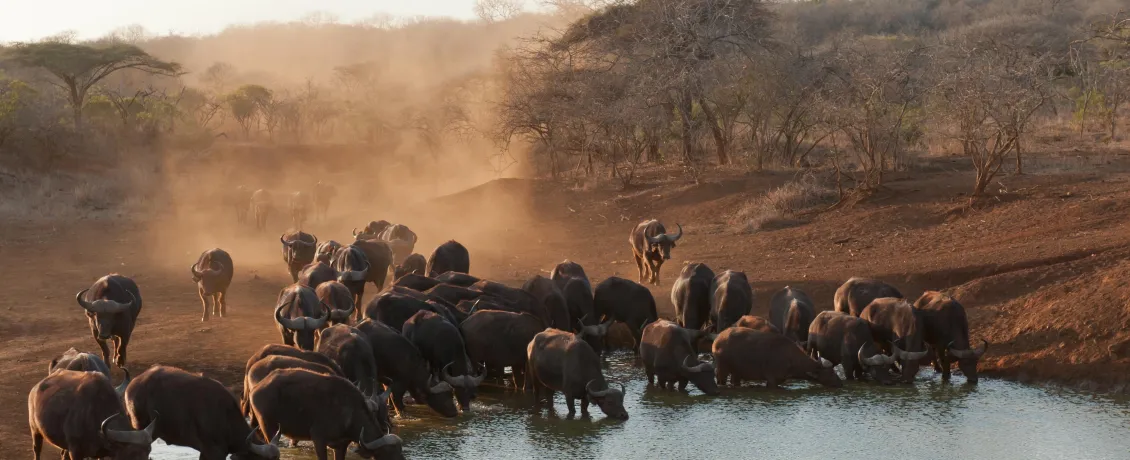 Heards of Buffalo