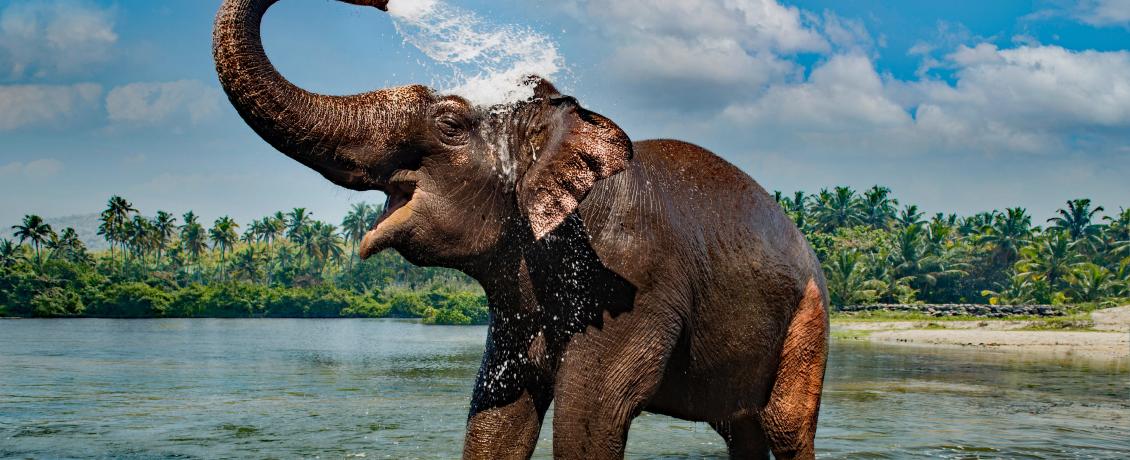 Elephant splashing and washing in Periyar, India