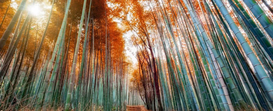 Arashiyama Bamboo Grove