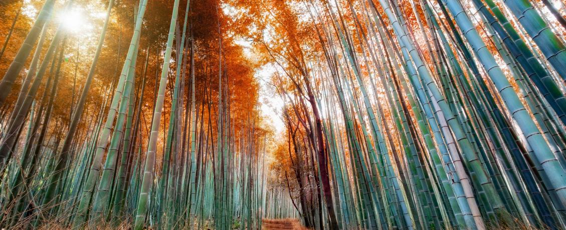 Arashiyama Bamboo Grove