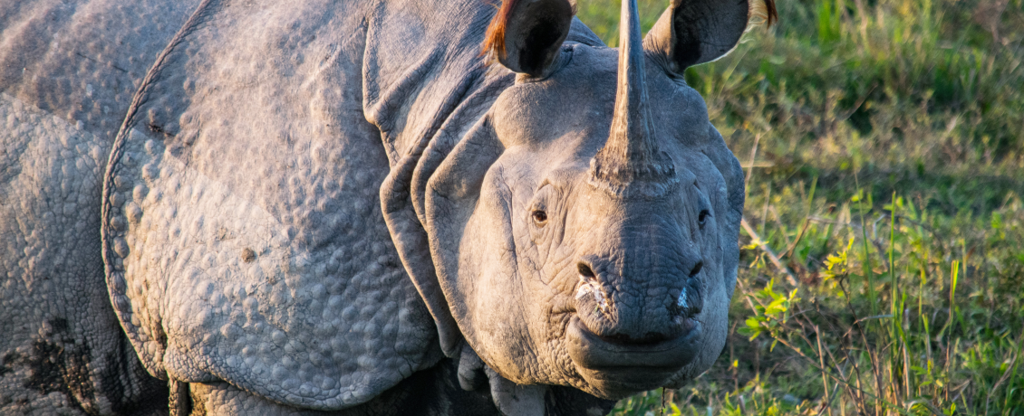 One-horned rhinoceros: Kaziranga’s most iconic resident