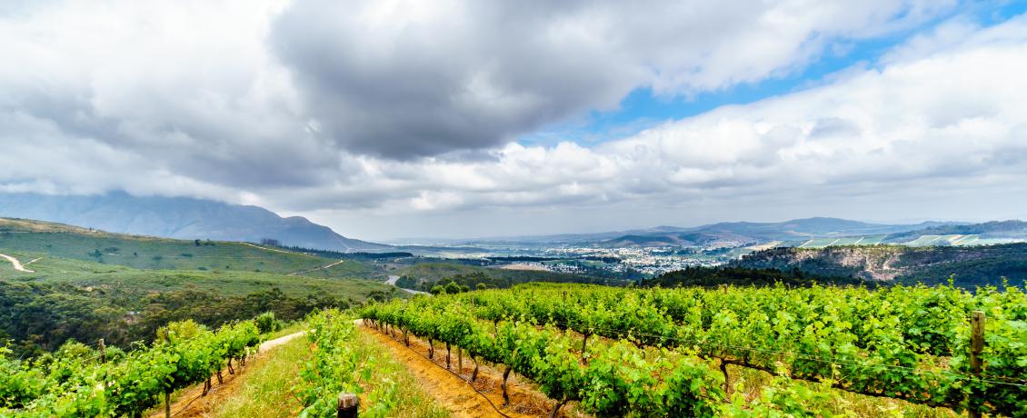 Wineyards in Stellenbosch