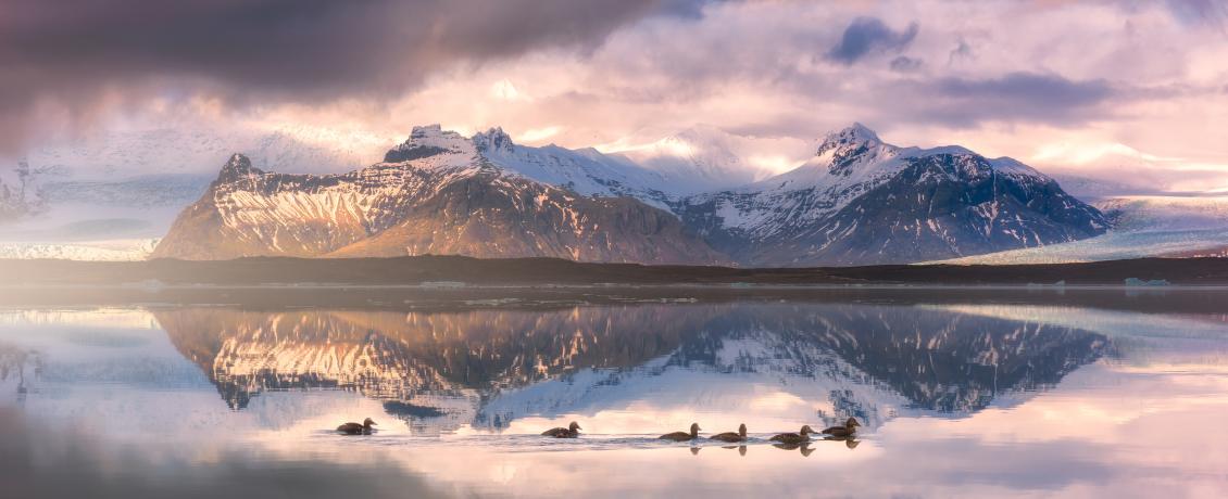 Glacier Lagoon with snow-capped mountains reflected in calm water and ducks swimming in the foreground.