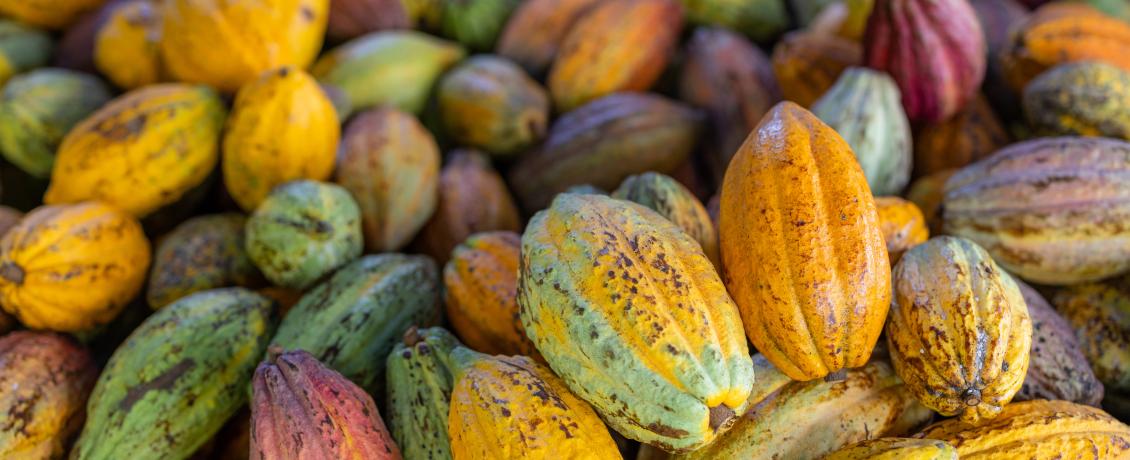 Ripe Cocoa pods