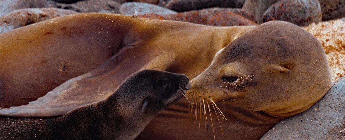 Sea lion in the Galapagos