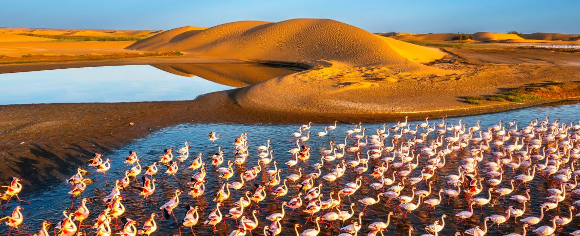 Flamingos in Walvis Bay, Namibia