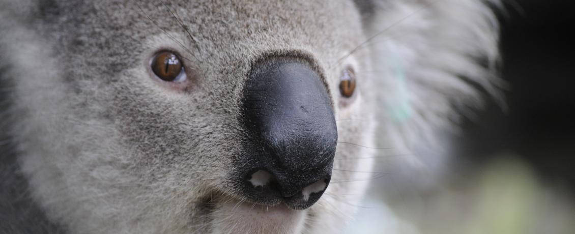 Koala