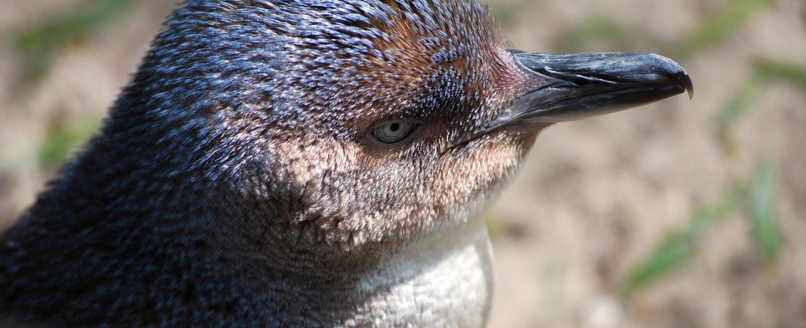 Penguins, Phillip Island