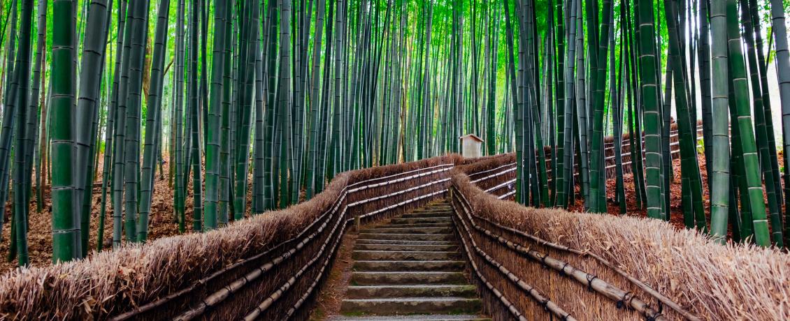 The ethereal Arashiya Bamboo Forest