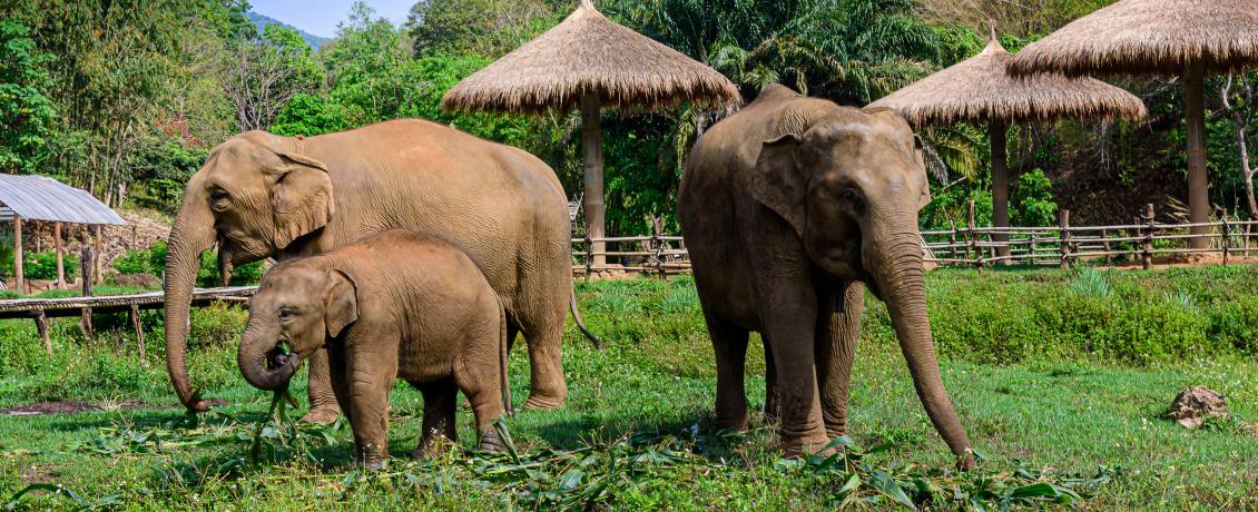 Chiang Mai Elephant Sanctuary