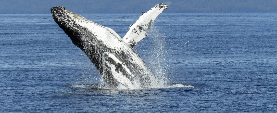 Humpback Whale