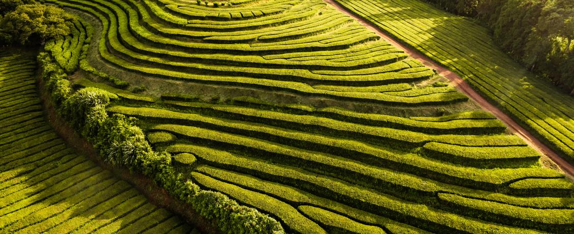Rolling hills of lush, verdant tea bushes blanket the landscape on São Miguel 