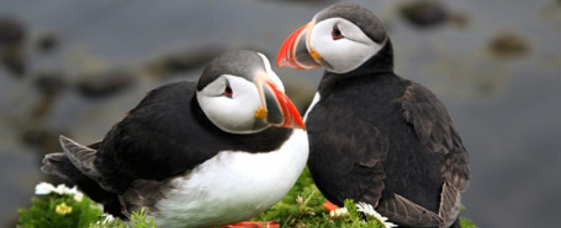  Witness thousands of Atlantic Puffins in Witless Bay Ecological Reserve in the , 