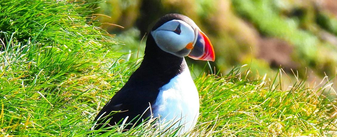 Newfoundland’s colourful character, the puffin. 