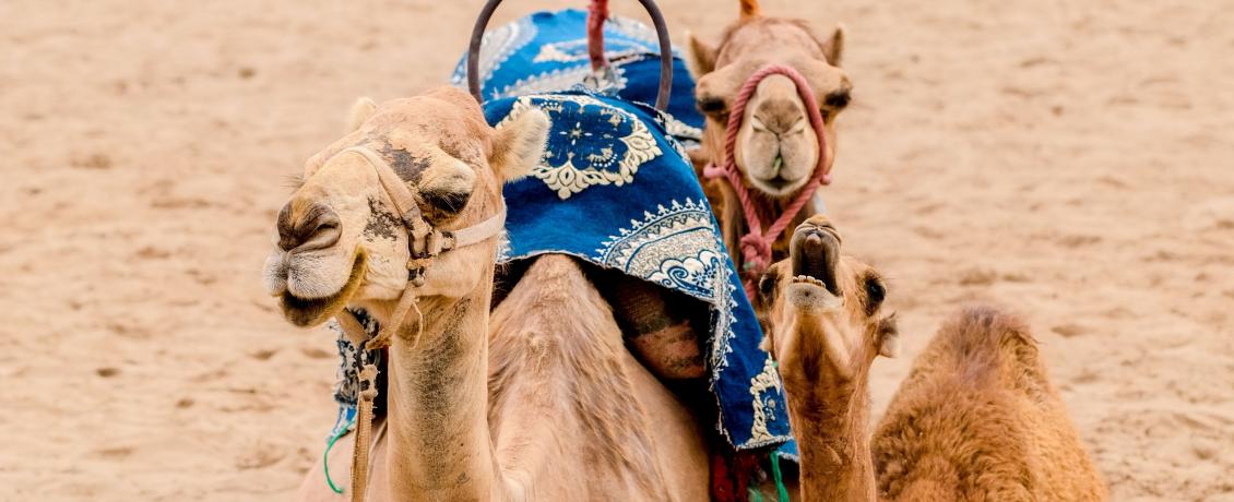 Camel