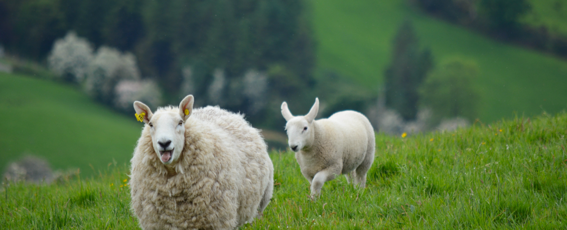 Sheep in fields