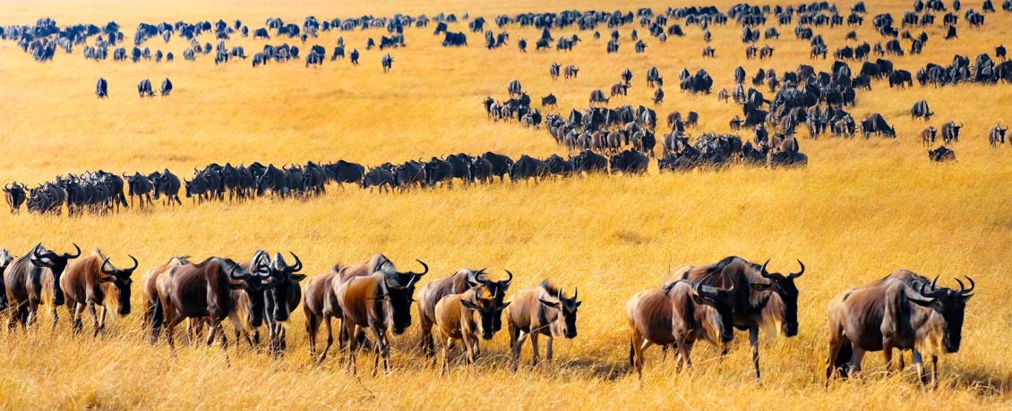 Serengeti Migration
