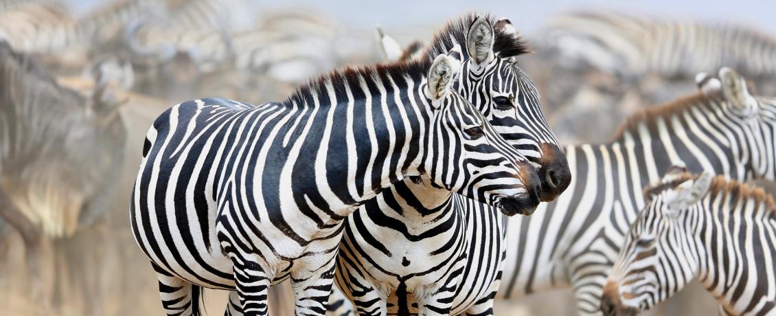 Zebras in Masai Mara