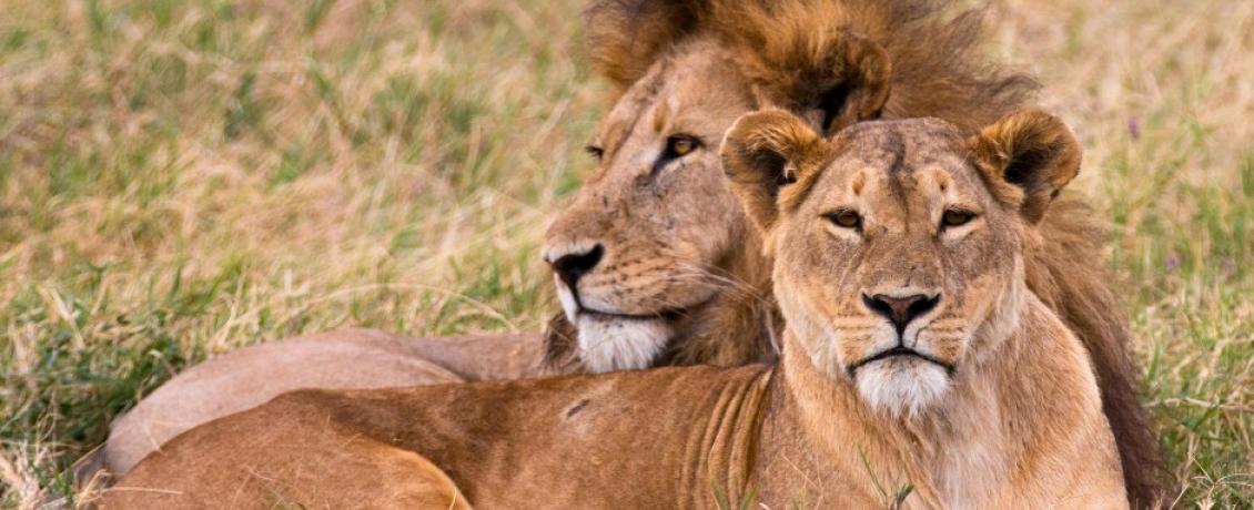 Lions at rest — regal and unbothered on the Ngorongoro Crater plains.
