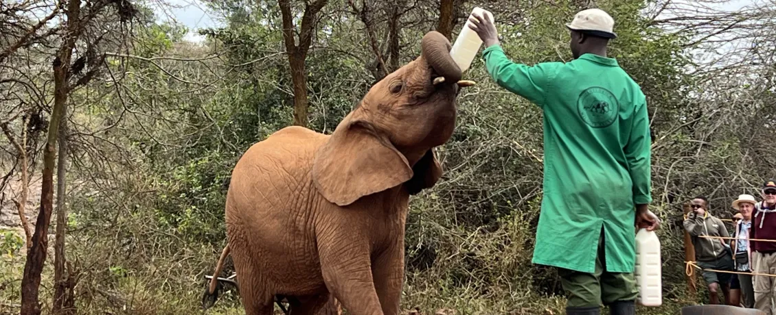 Learn about orphaned baby elephants and rhinos at the Sheldrick Wildlife Trust