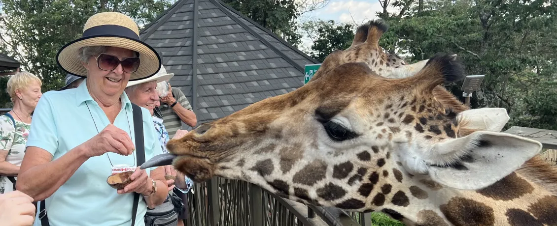 Feed endangered Rothschild giraffes at the Giraffe Centre