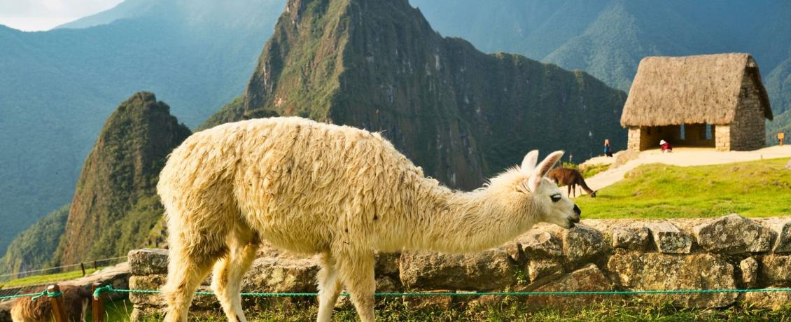 Llama grazing at Machu Picchu in Peru