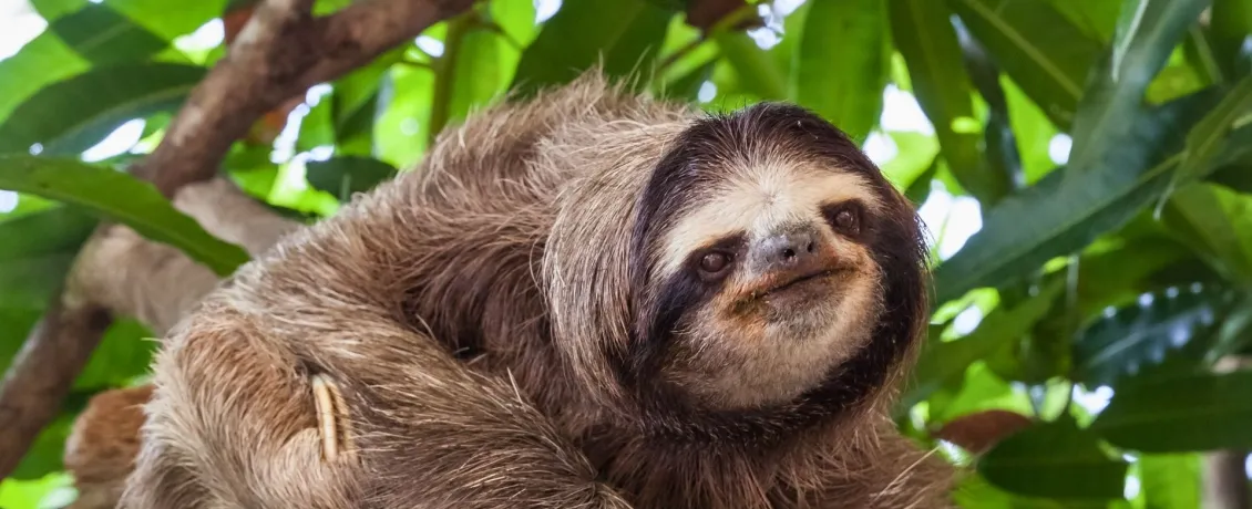 A playful sloth
