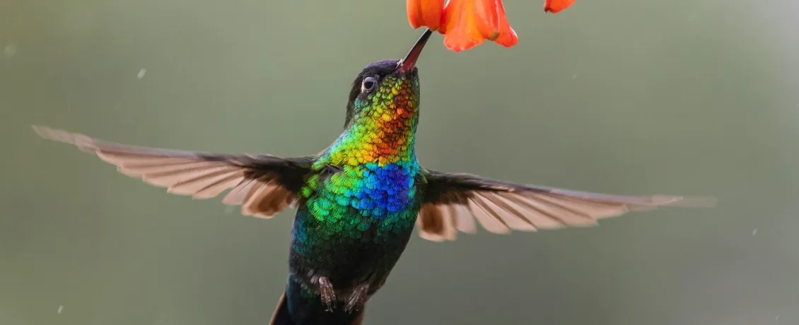 A hummingbird glowing in Costa Rica’s wild beauty