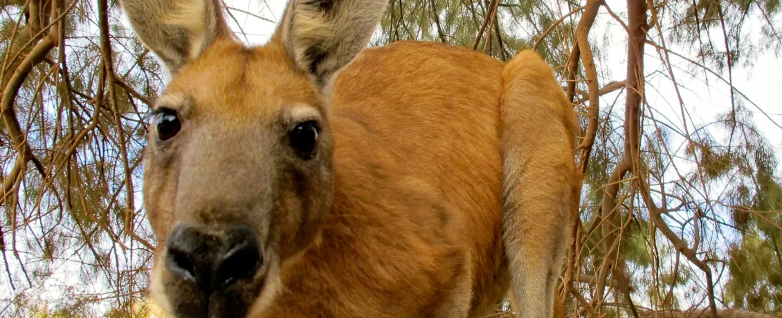 The iconic kangaroo in Australia