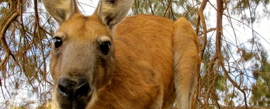 The iconic kangaroo in Australia