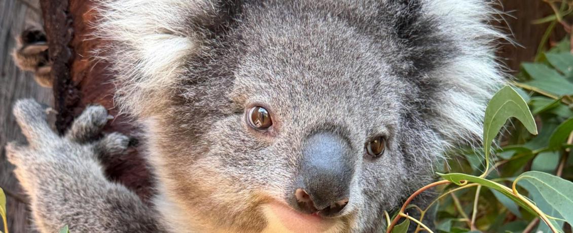 Australia's cute Koala