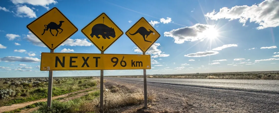 Watch for wildlife