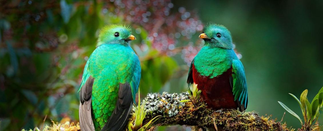Encounter the Resplendent quetzal in the wild