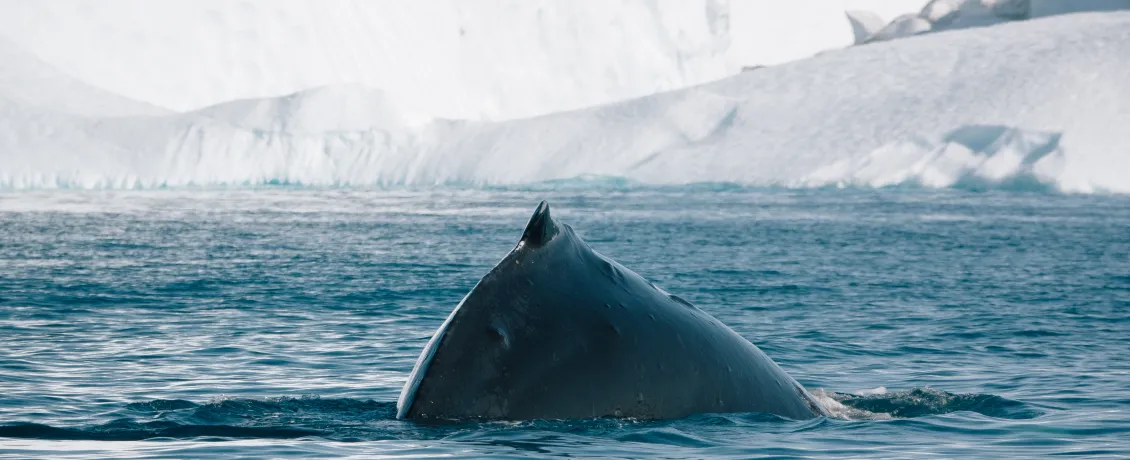 A whale surfaces in the icy waters of the High Arctic.