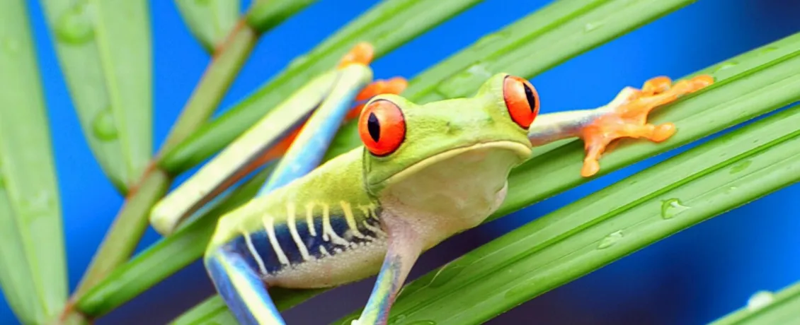 Tiny guardian of the jungle