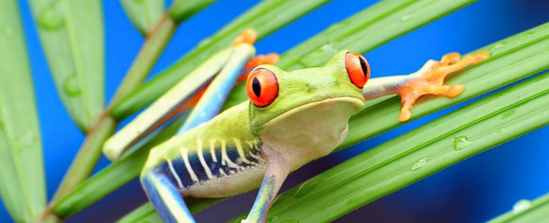 Tiny guardian of the jungle