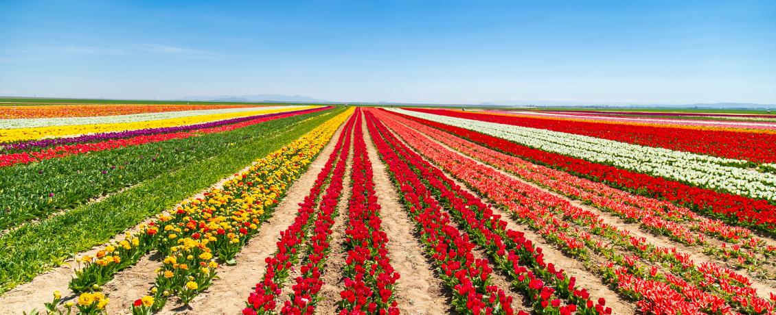 Tulip field in the Netherlands