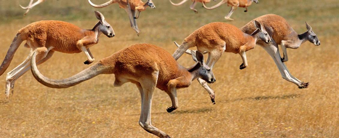 Nature's athletes—kangaroos in their element