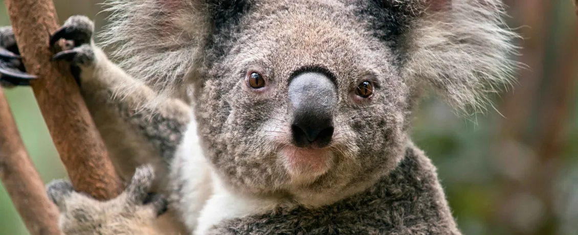 Koala, Australia’s adorable tree-dwelling marsupial
