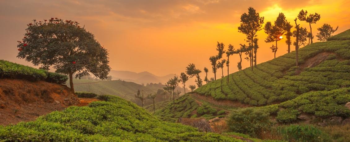 Tea plantations in Munnar
