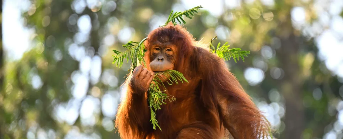 Meet Borneo's gentle giant