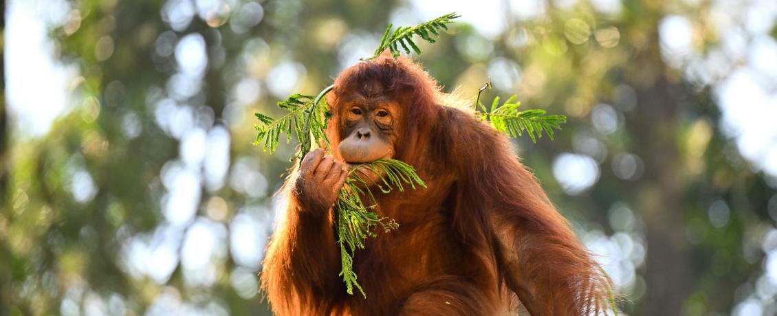 Meet Borneo's gentle giant