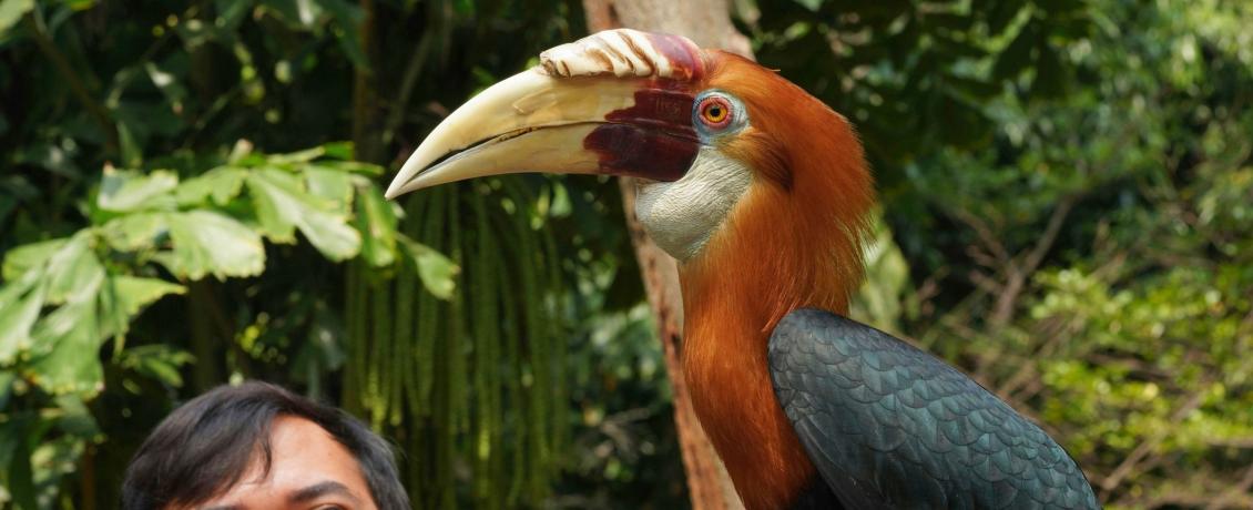 Encounter the iconic rhinoceros hornbill in the wilds of Borneo