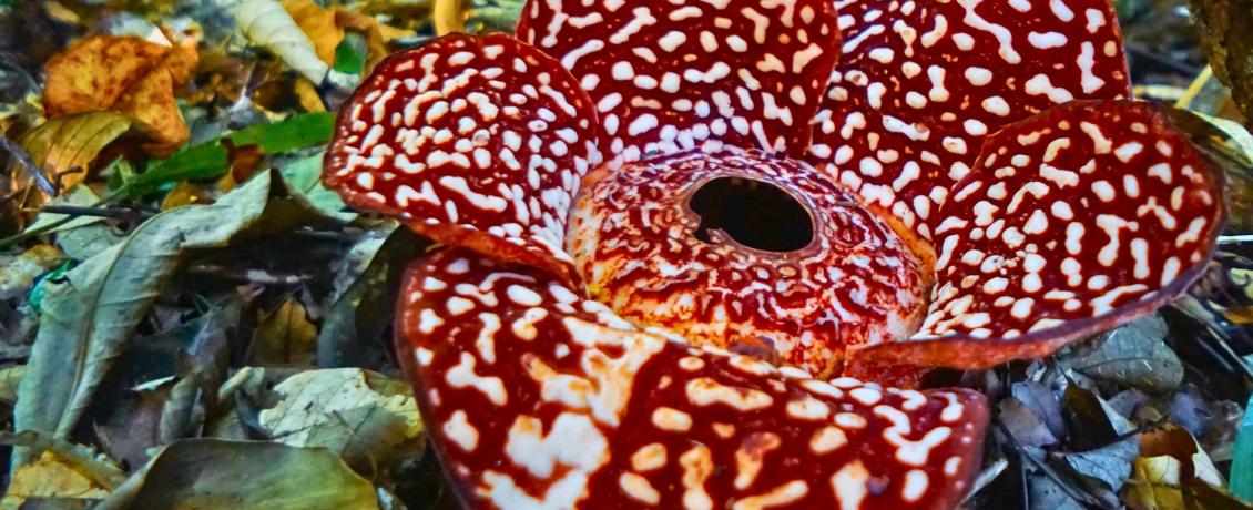 Incredible Rafflesia flower, Borneo