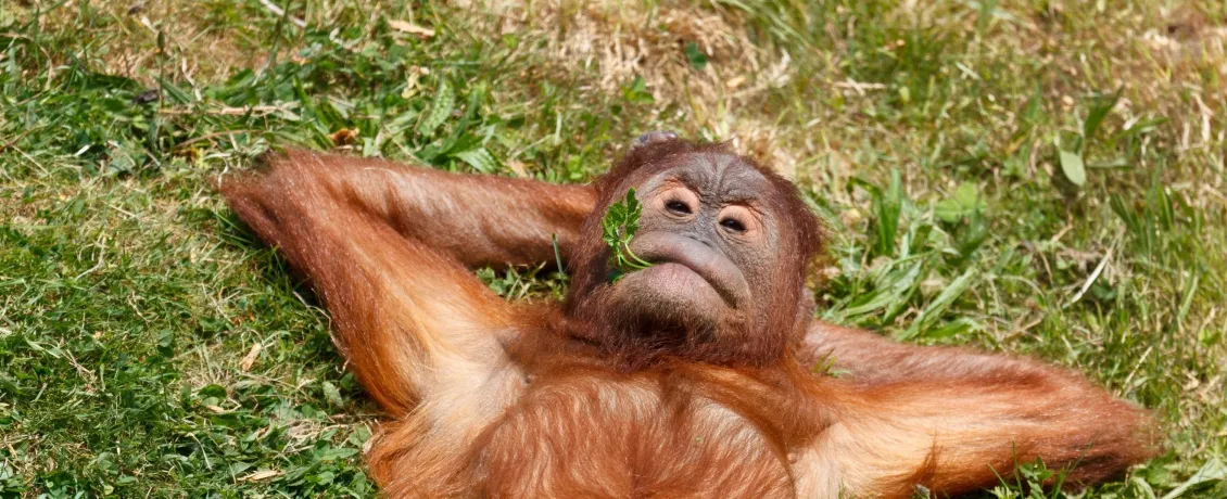 Borneo's most laid-back local