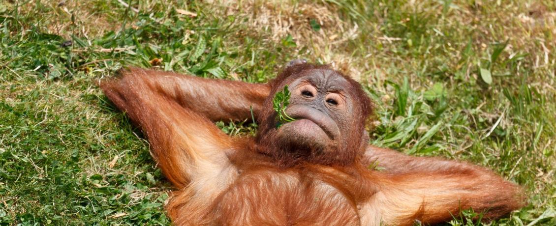 Borneo's most laid-back local