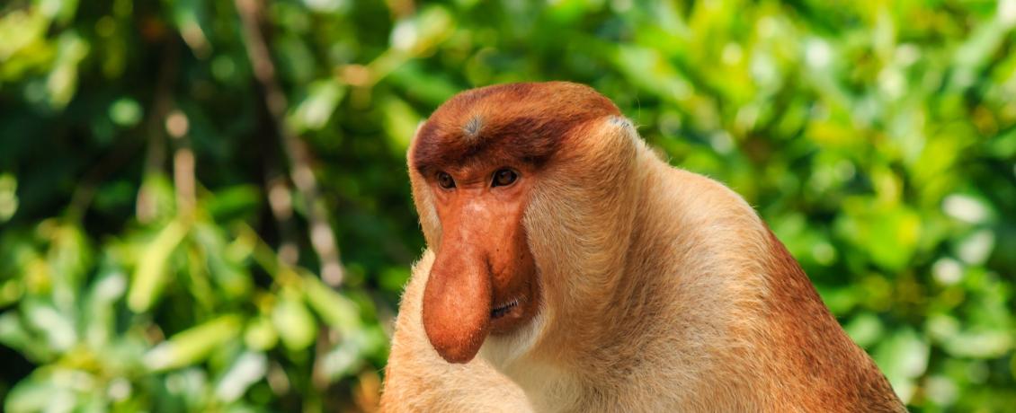 Keep watch for the Proboscis monkey in Bako National Park