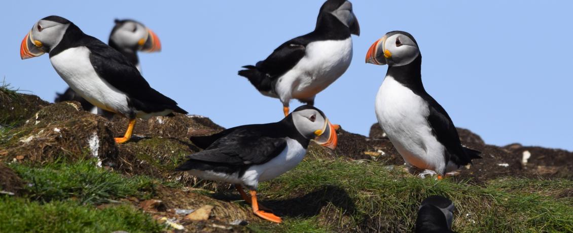 Newfoundland’s colourful character, the puffin. 